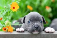 Chien Bully américain dans le jardin.