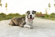 Un sympathique American Pit Bull Terrier assis sur le sol - sa nature amicale étant l'un des avantages de la race.