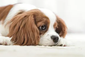 Chien Cavalier King Charles Spaniel triste souffrant de syringomyélie (SM).
