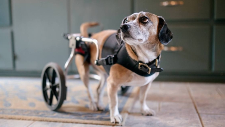 Malformations rachidiennes et vertébrales chez le chien : symptômes, causes et traitements