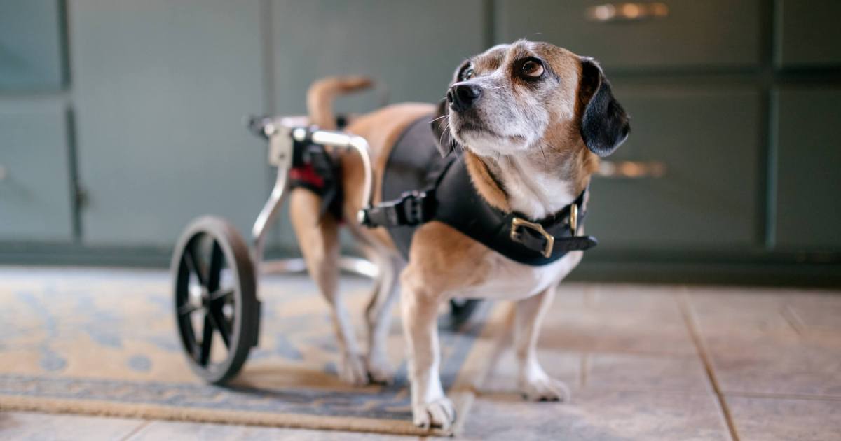 Malformations rachidiennes et vertébrales chez le chien : symptômes, causes et traitements
