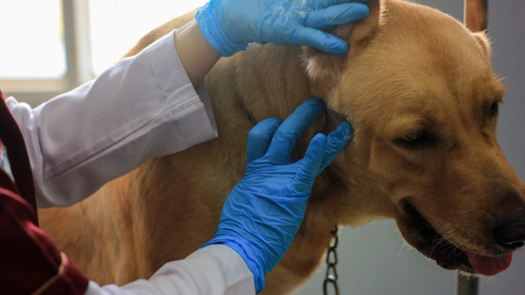 Abcès chez le chien : symptômes, causes et traitements