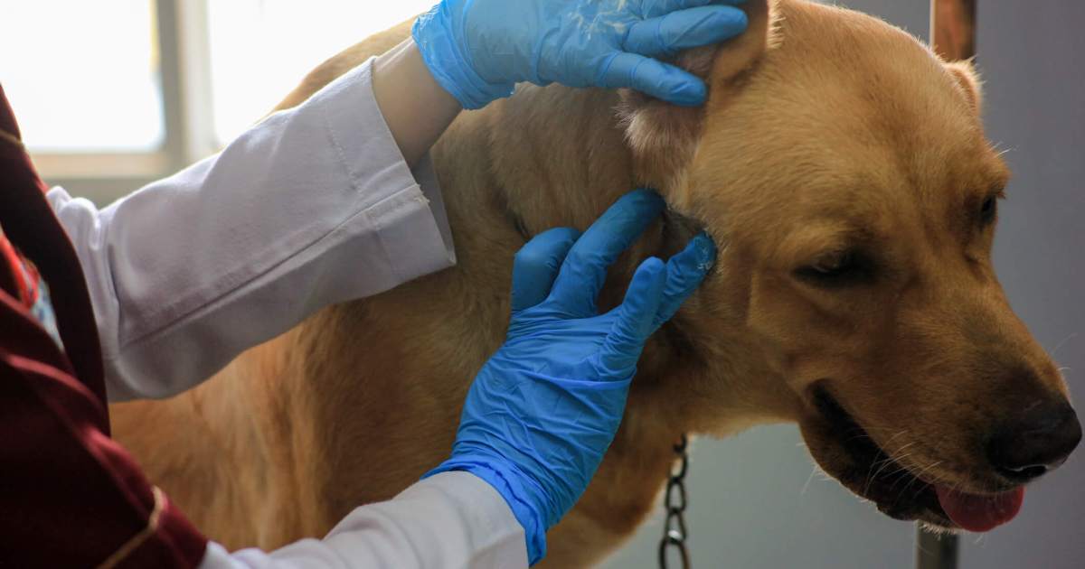Abcès chez le chien : symptômes, causes et traitements