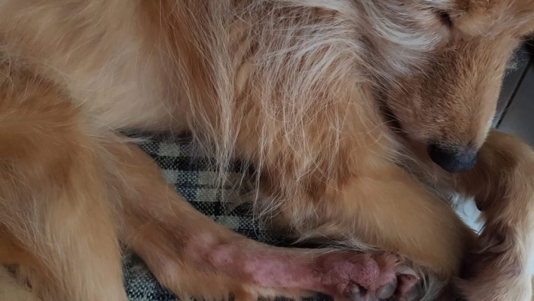 Dermatite atopique chez le chien : symptômes, causes et traitements