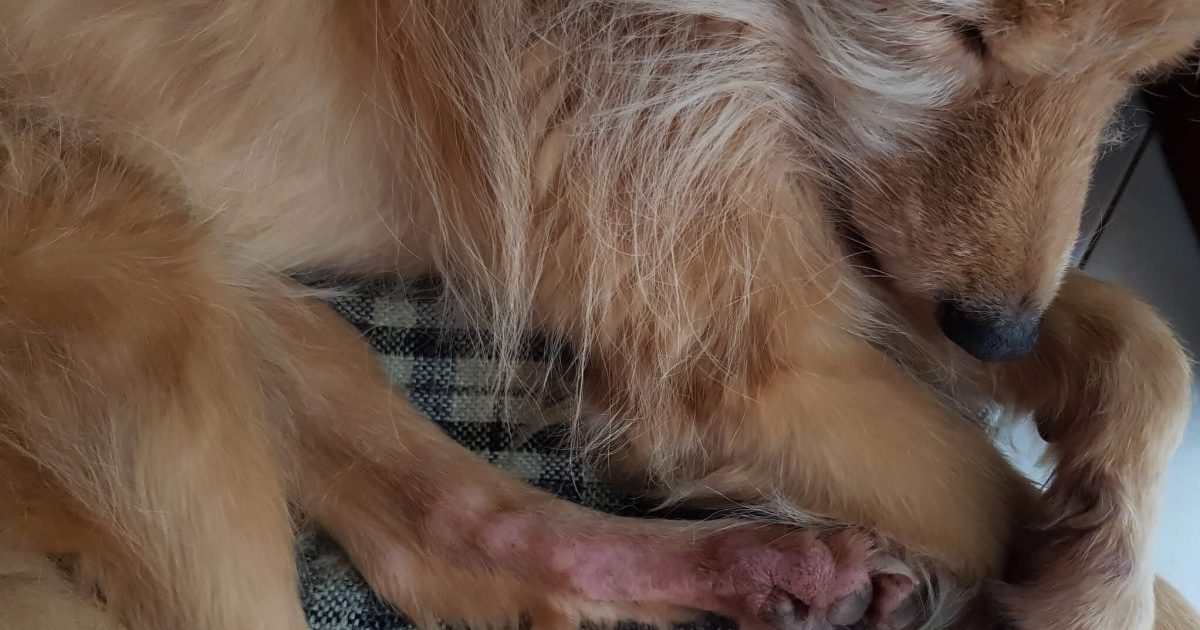 Dermatite atopique chez le chien : symptômes, causes et traitements