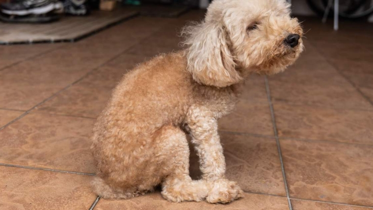Pourquoi votre chien traîne-t-il les fesses et se déplace-t-il en trottinant ?