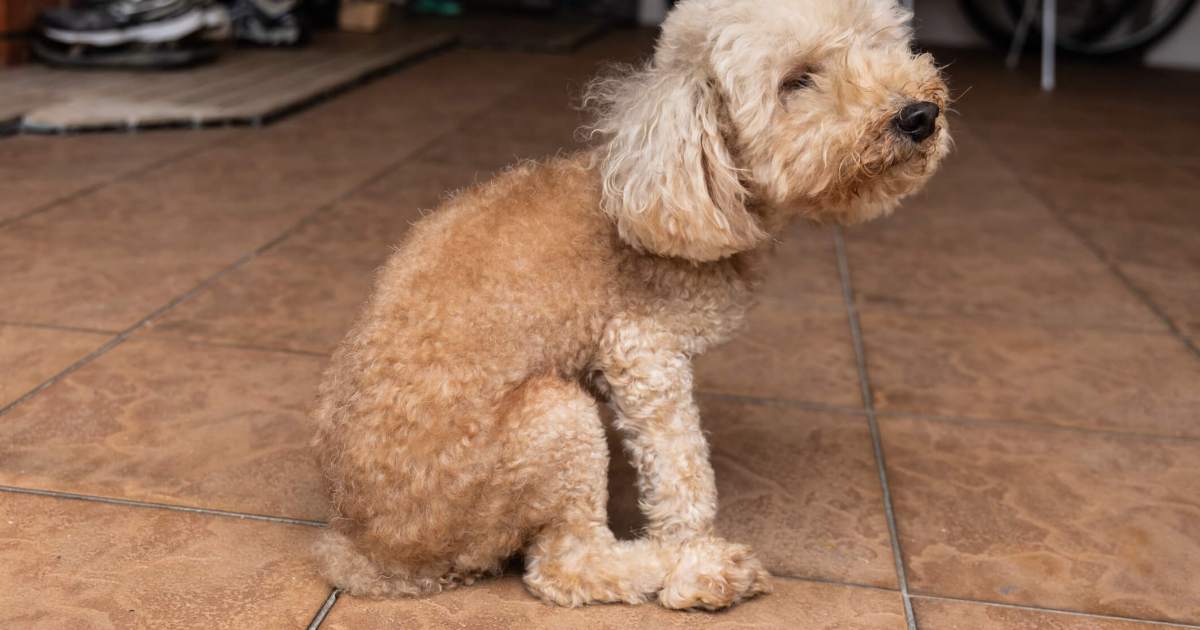 Pourquoi votre chien traîne-t-il les fesses et se déplace-t-il en trottinant ?