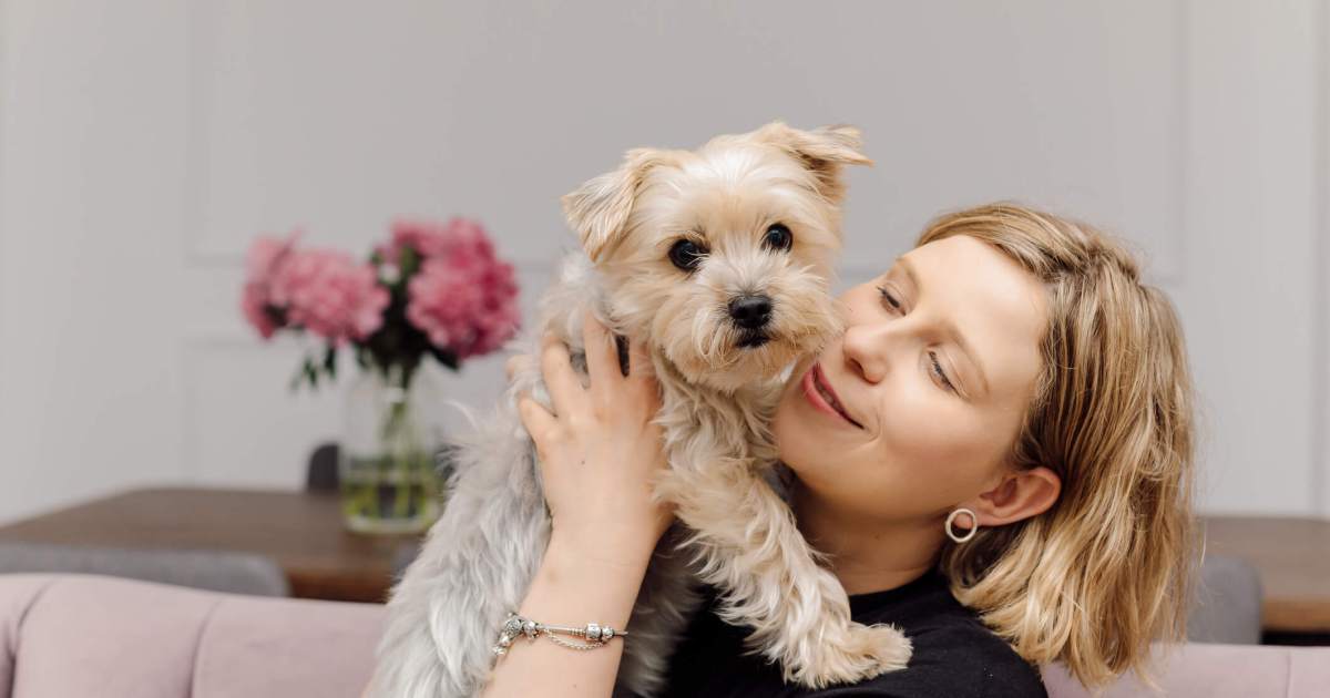 Les races de petits chiens super doux, câlins et affectueux