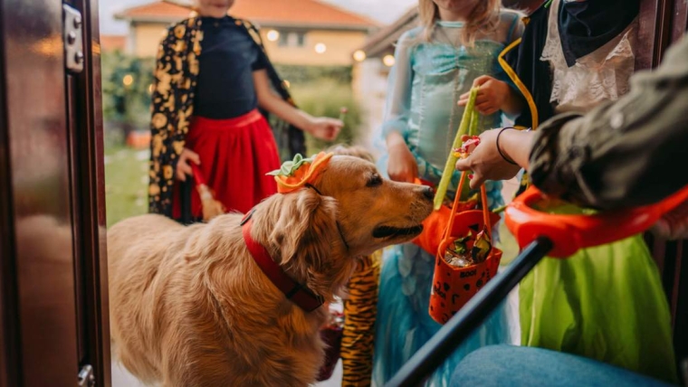 Que faire si votre chien mange des bonbons d’Halloween ?