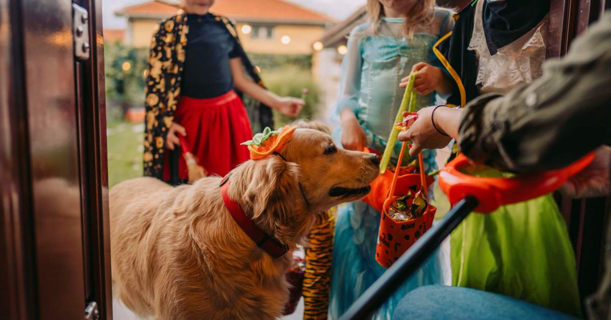 Que faire si votre chien mange des bonbons d’Halloween ?