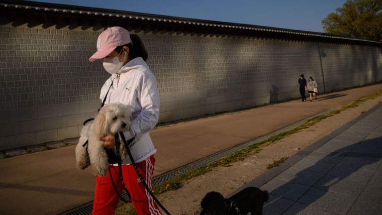 La Corée du Sud se tourne vers les chiens en raison de l’augmentation du nombre de ménages composés d’une seule personne