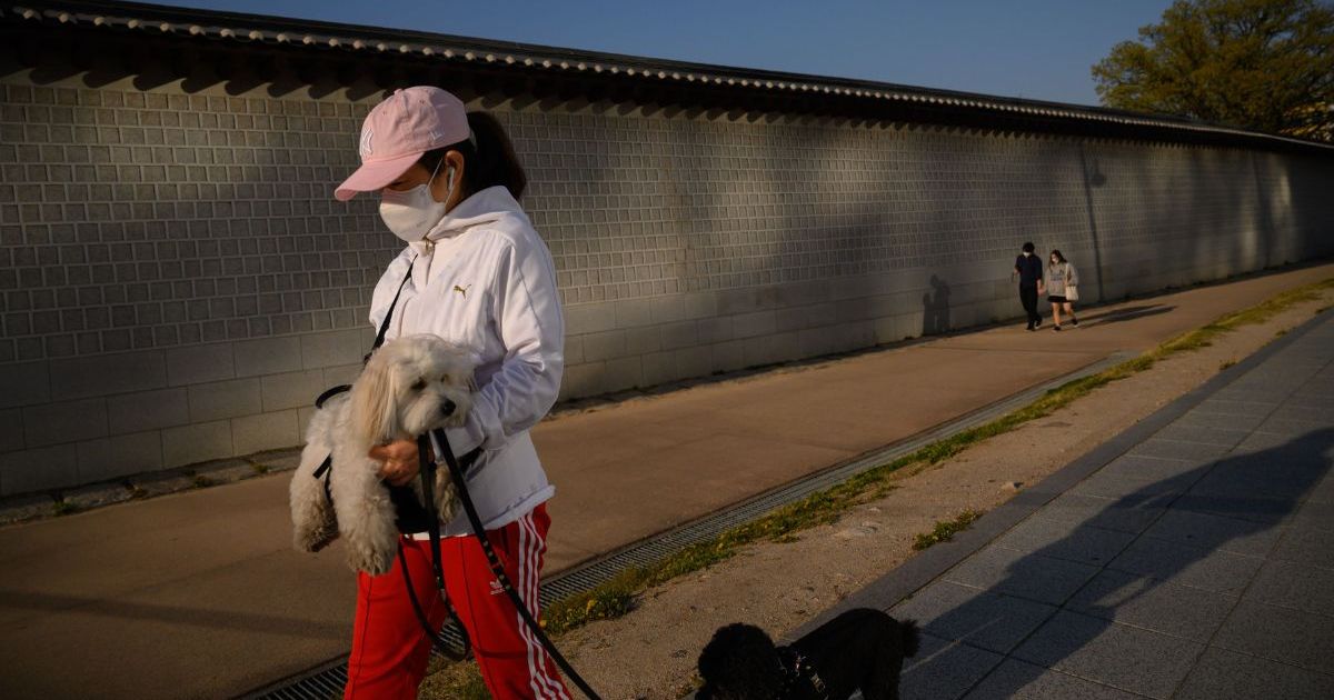 La Corée du Sud se tourne vers les chiens en raison de l’augmentation du nombre de ménages composés d’une seule personne