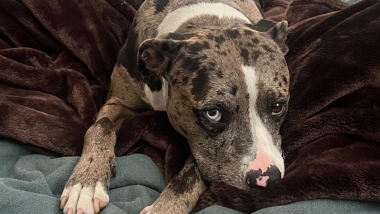 Un pitbull du refuge de Cincinnati remporte le titre de chien de sauvetage le plus mignon du monde en 2024