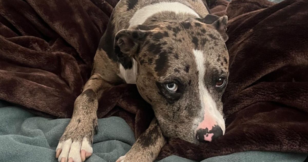 Un pitbull du refuge de Cincinnati remporte le titre de chien de sauvetage le plus mignon du monde en 2024
