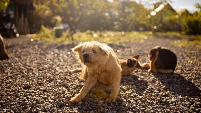 Mon chien souffre-t-il d’une allergie alimentaire ?