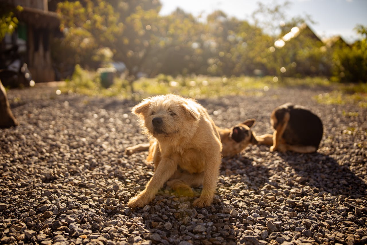 Mon chien souffre-t-il d’une allergie alimentaire ?