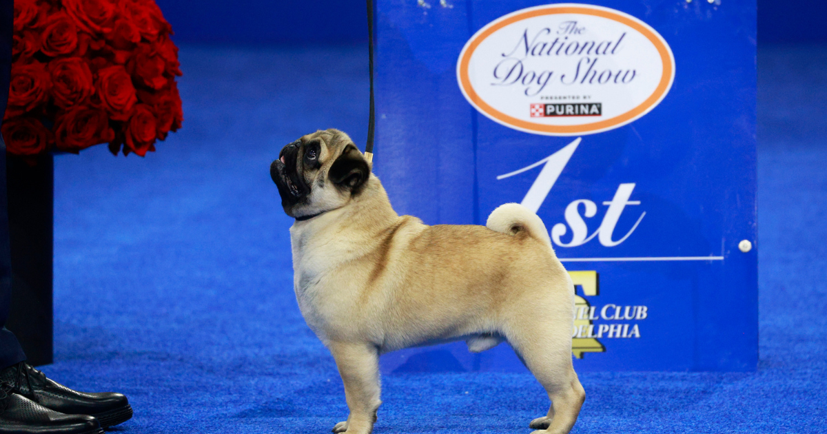 Voici pourquoi la victoire de Vito, le carlin, à l’exposition canine nationale est un exploit remarquable