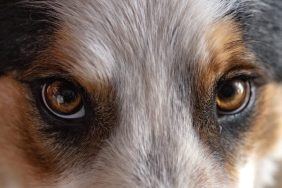 Gros plan sur les yeux d'un Border Collie qui pourraient être affectés par la malformation oculaire du Collie.