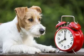 Un chien mignon avec un réveil rétro rouge à la fin de l'heure d'été.