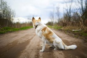Un chien perdu souffrant peut-être du syndrome du chien perdu ou disparu, assis sur un chemin de terre dans les bois.
