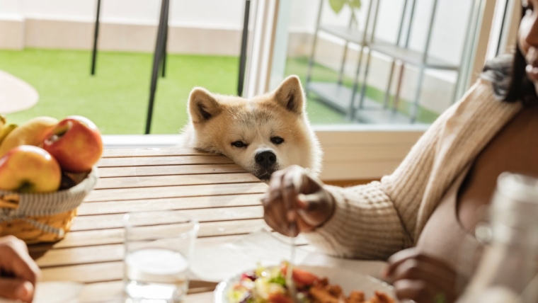 Les aliments de Thanksgiving que les chiens doivent éviter