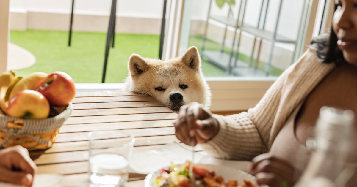 Les aliments de Thanksgiving que les chiens doivent éviter