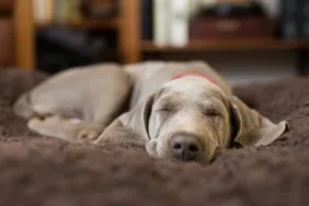 Positions de sommeil pour les chiens