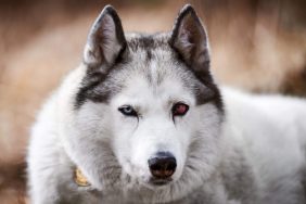 Chien Husky sibérien atteint de sclérite, qui provoque une rougeur des yeux et affecte la vision du chien.