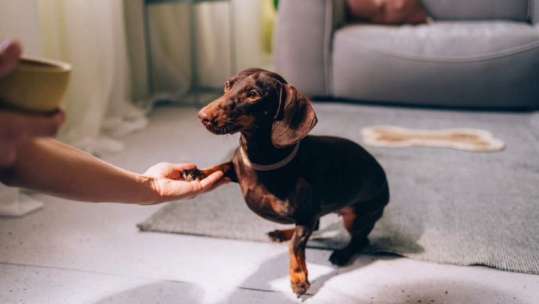 Les races de petits chiens les plus sympathiques : Nos chiens préférés
