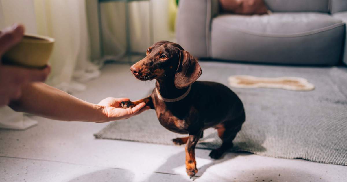 Les races de petits chiens les plus sympathiques : Nos chiens préférés