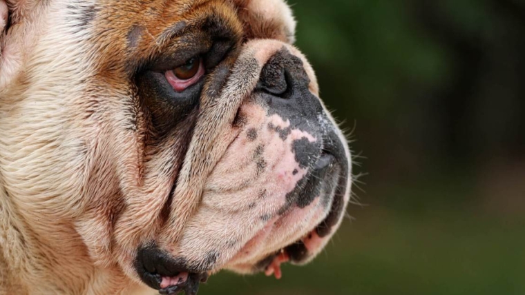 L’épisclérite chez le chien : symptômes, causes et traitements