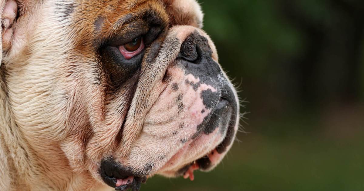 L’épisclérite chez le chien : symptômes, causes et traitements