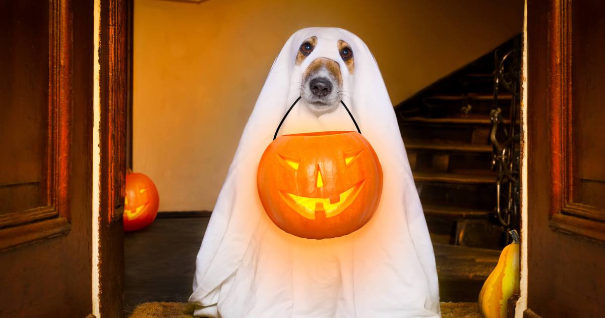 Comment survivre à l’Halloween avec un chien réactif ?