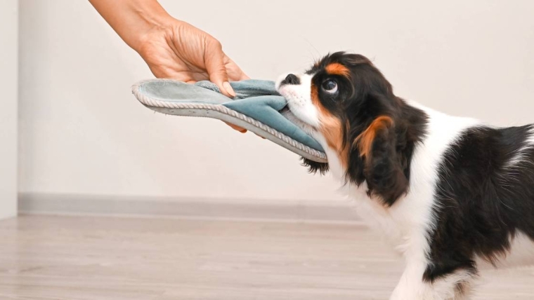 Comment empêcher les chiens de mâcher de façon destructrice ?