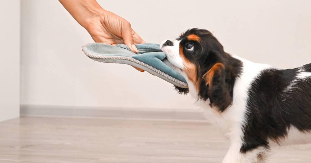 Comment empêcher les chiens de mâcher de façon destructrice ?
