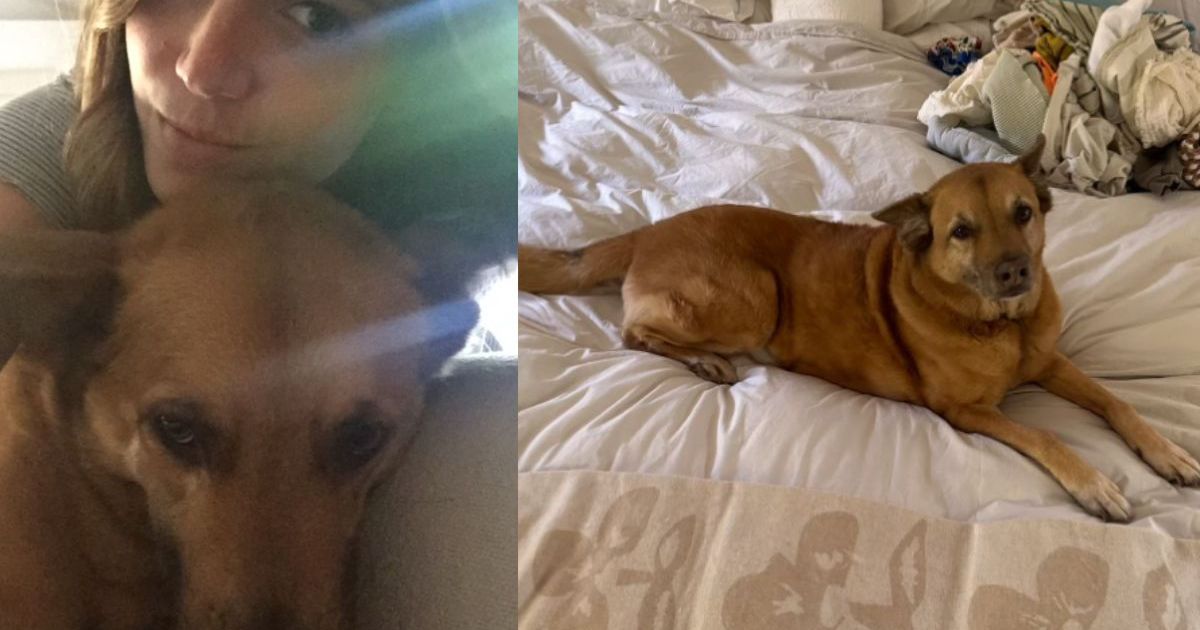 Mandy Moore pleure la perte de son chien dans un hommage bouleversant