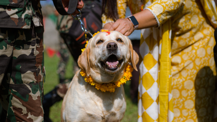 Les chiens sont célébrés dans tout le Népal à l’occasion du festival de Tihar