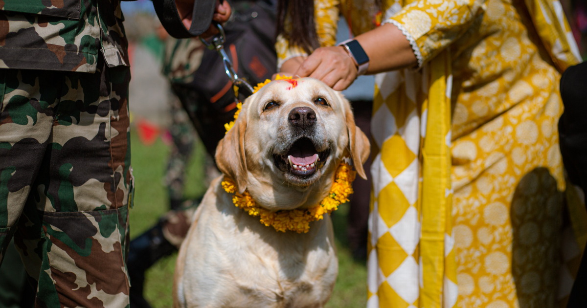Les chiens sont célébrés dans tout le Népal à l’occasion du festival de Tihar