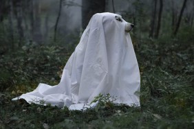Les chiens peuvent-ils voir les fantômes ?