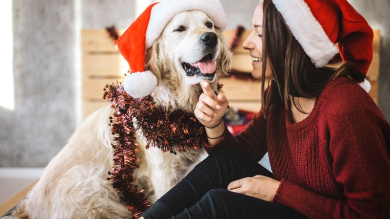 Des façons amusantes de célébrer Noël avec votre chien