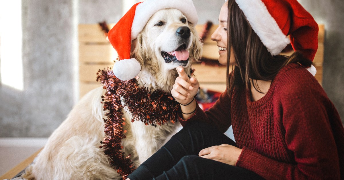 Des façons amusantes de célébrer Noël avec votre chien