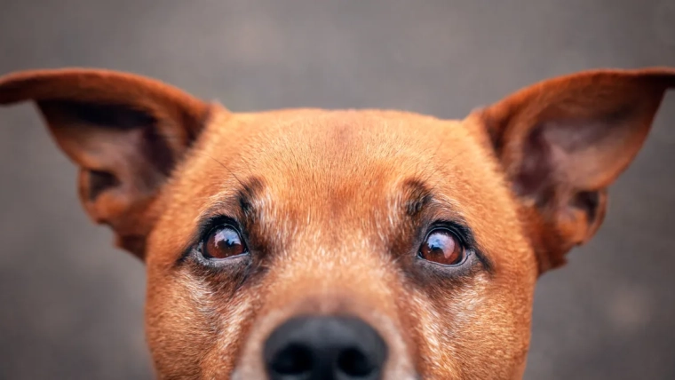 Ce que signifie la position des oreilles de votre chien