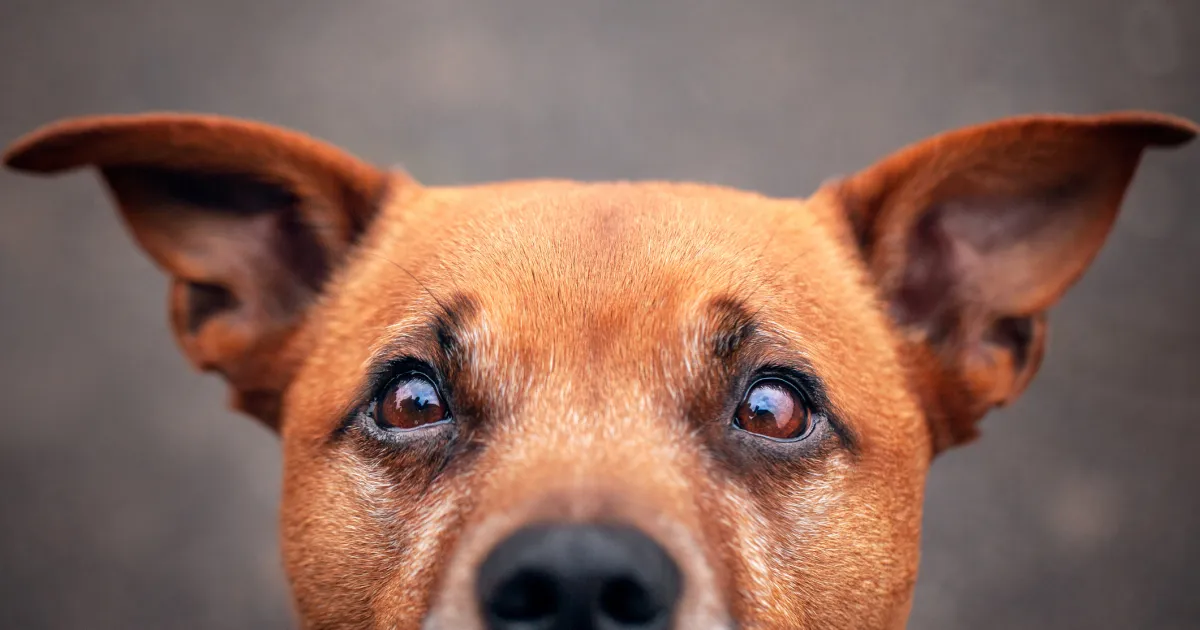 Ce que signifie la position des oreilles de votre chien