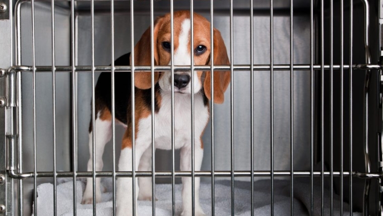 8 choses que vous possédez et que vous pouvez donner aux refuges pour animaux