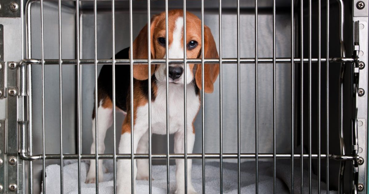 8 choses que vous possédez et que vous pouvez donner aux refuges pour animaux