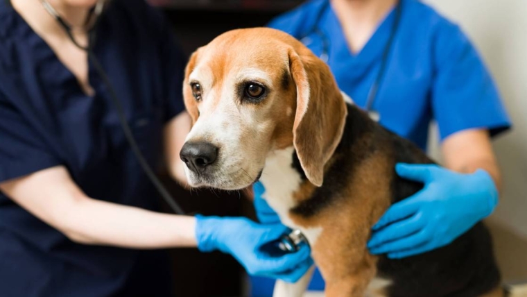 Lymphome chez le chien : Symptômes, causes et traitements