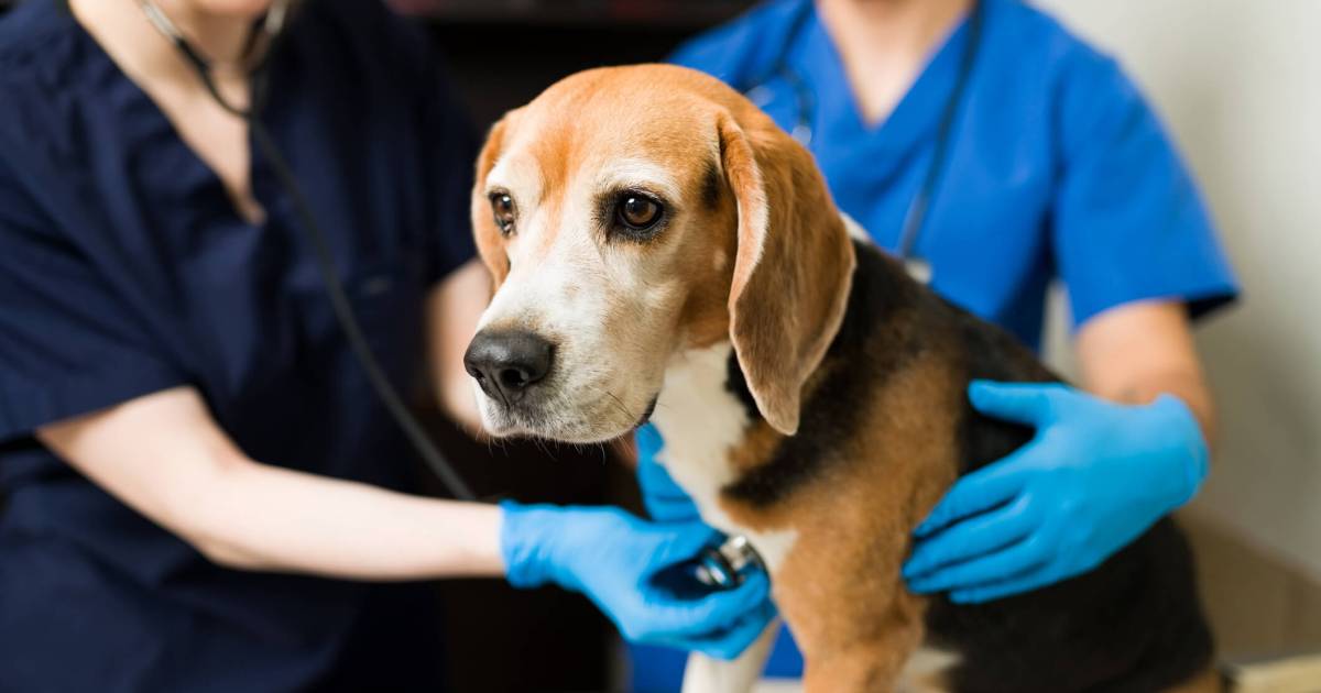Lymphome chez le chien : Symptômes, causes et traitements