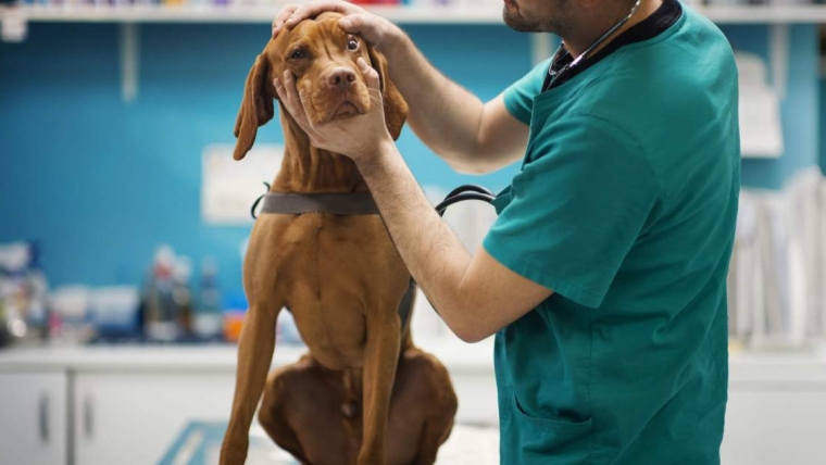 Dégénérescence périphérique du vitré chez le chien : symptômes, causes et traitements