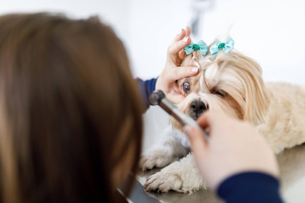 Vétérinaire examinant l'œil d'un Shih Tzu, l'une des races de chiens les plus sujettes à la dégénérescence périphérique du vitré.