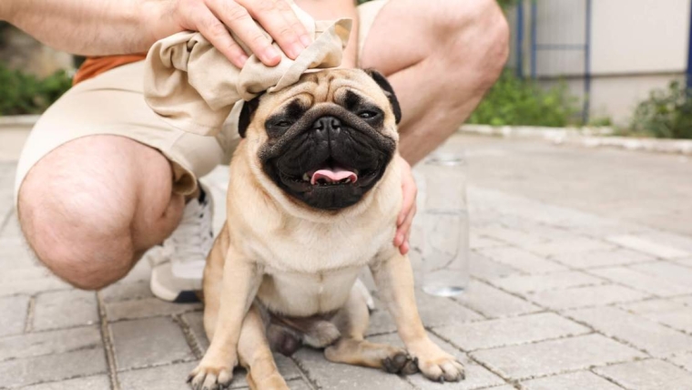Le coup de chaleur chez le chien : symptômes, causes et traitements